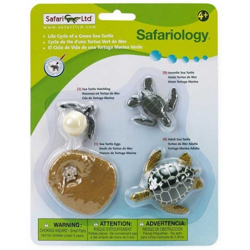 Safariology - Life Cycle of a Green Sea Turtle | Village Toys